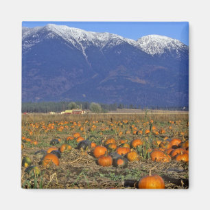 Aimant Champ de citrouilles de Flathead Valley Montana