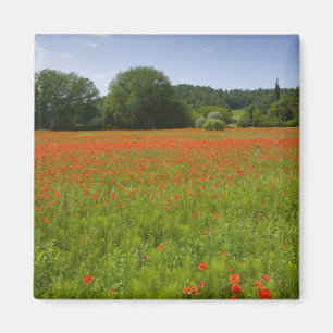 Aimant Champ de pavot, Chiusi, Italie