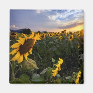 Aimant Champ des tournesols de floraison