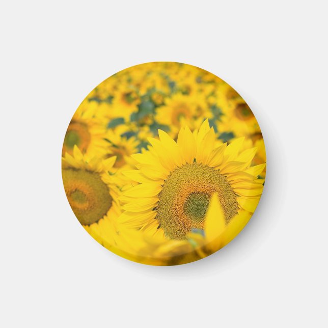 Aimant Champ jaune de tournesols photo (Devant)