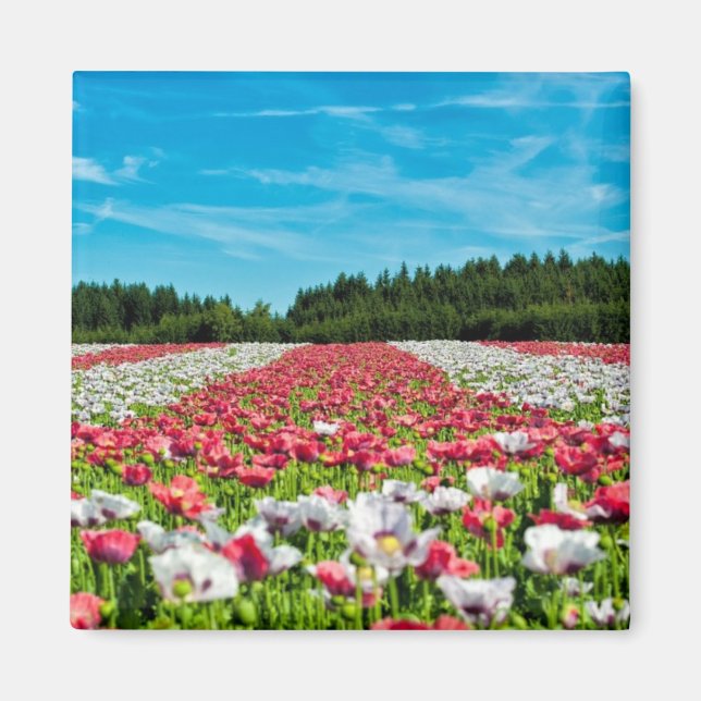 Aimant Champ rouge et blanc (Devant)