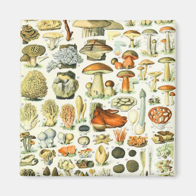 Aimant Champignon Adolphe Millot (Devant)