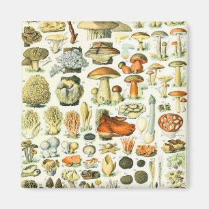 Aimant Champignon d'Adolphe Millot