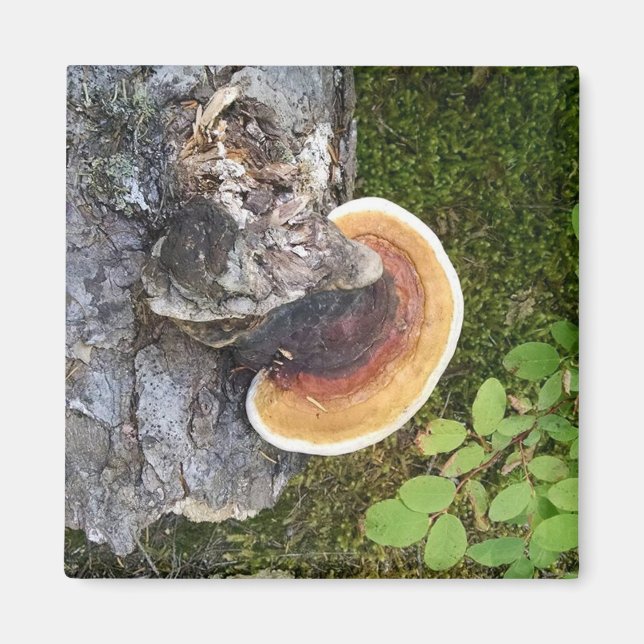 Aimant Champignon d'automne du Pacifique Nord-Ouest (Devant)