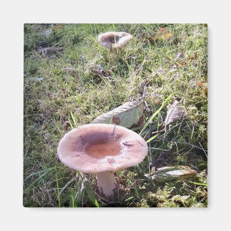 Aimant Champignon Russula du Nord-Ouest du Pacifique