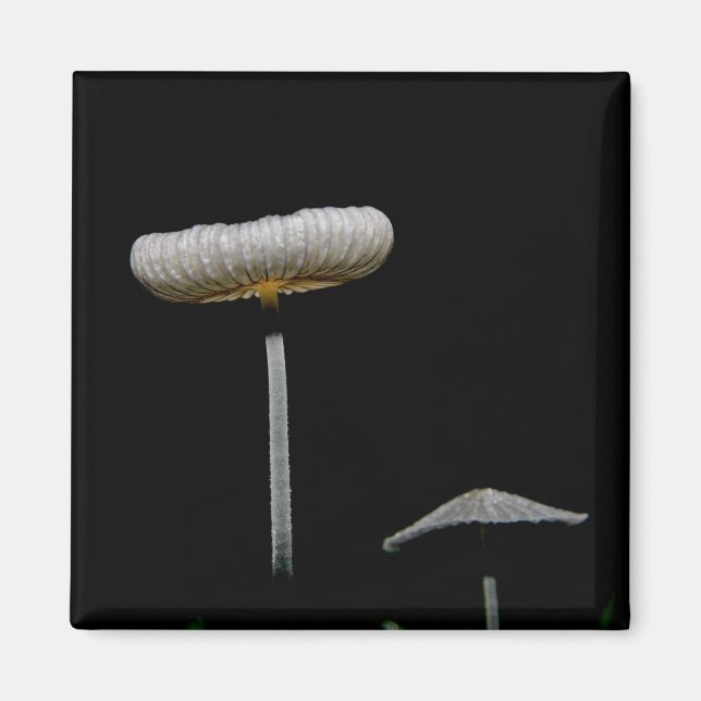 Aimant Champignons (Devant)