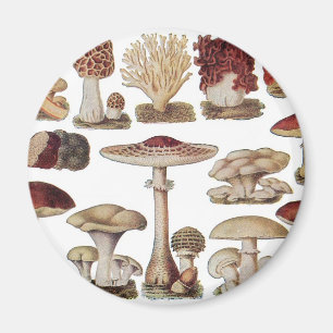 Aimant Champignons botaniques Vintages