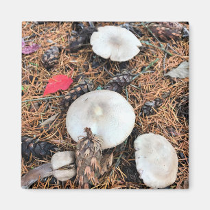 Aimant Champignons et cônes de pin