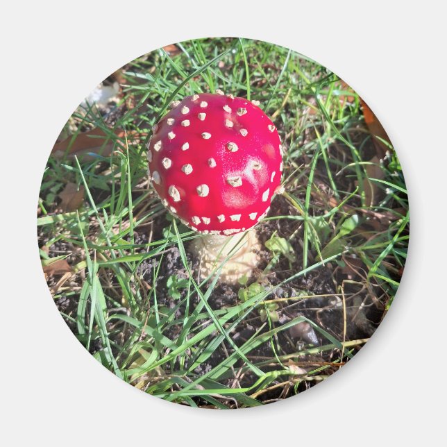 Aimant Champignons rouges (Devant)