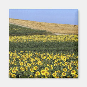 Aimant Champs de tournesol, Toscane, Italie