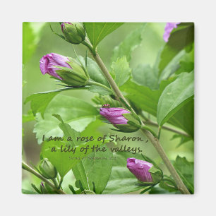 Aimant Chanson de Salomon 2:1