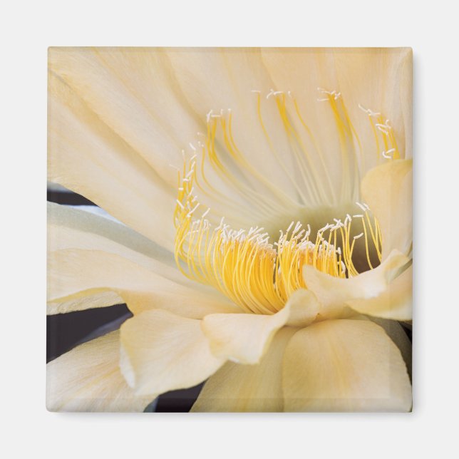 Aimant Charlemagne Echinopsis en fleurs (Devant)