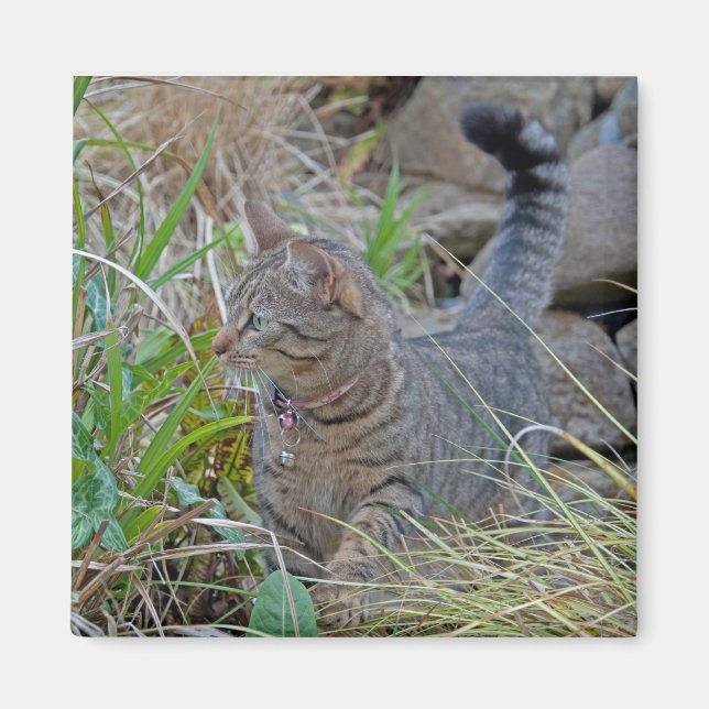 Aimant Chasse au chat (Devant)