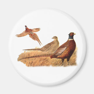 Aimant Chasse aux oiseaux de faisan insaisissable