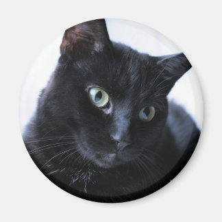 Aimant chat