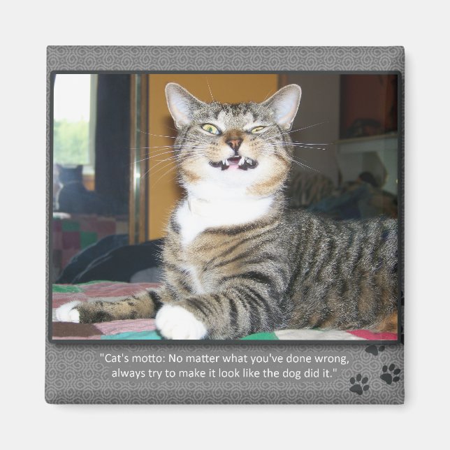 Aimant Chat accuse le chien (Devant)