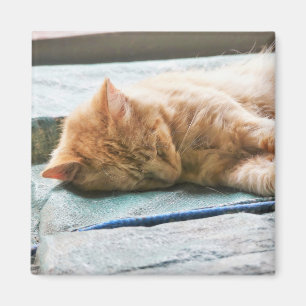 Aimant Chat au gingembre Longhé