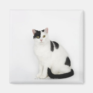 Aimant Chat blanc avec taches noires
