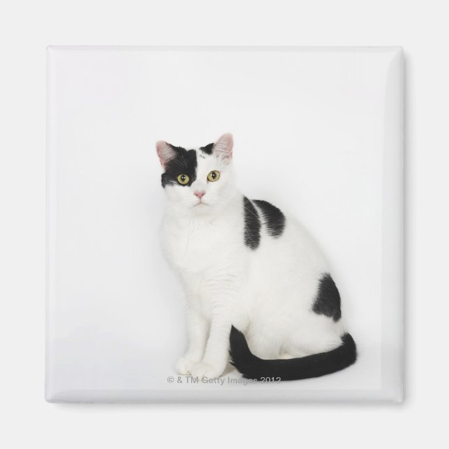 Aimant Chat blanc avec taches noires (Devant)