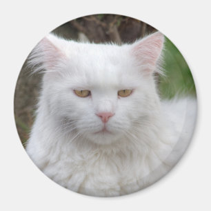 Aimant Chat blanc grave