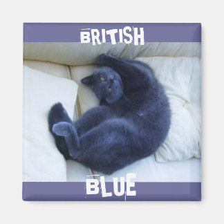 AIMANT CHAT BLEU BRITANNIQUE