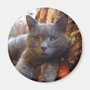 Aimant Chat bleu russe