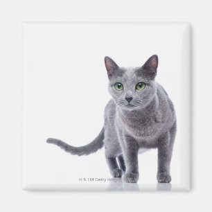 Aimant Chat bleu russe