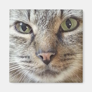 Aimant Chat Brown Longhair Tabby