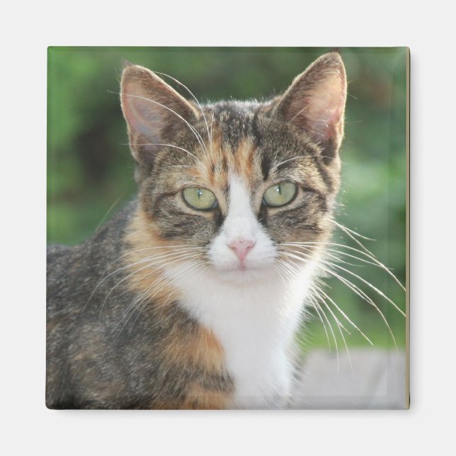 Aimant Chat cool (Devant)