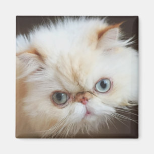Aimant Chat dans une boîte