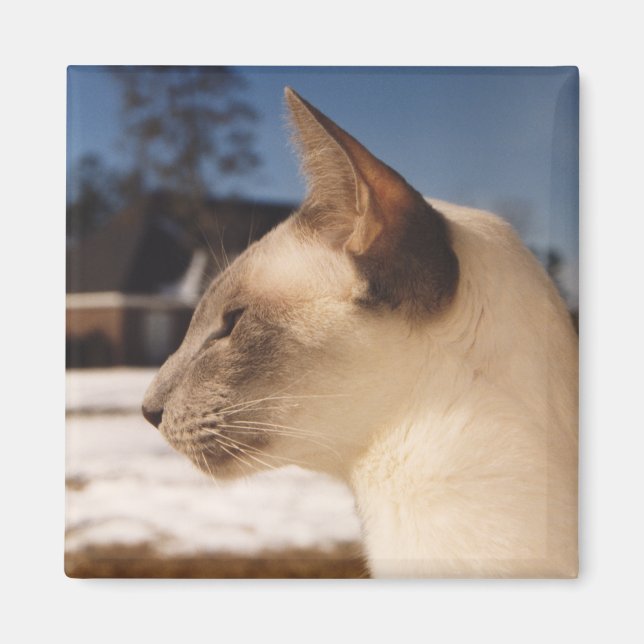 Aimant Chat de neige - Profil de la pointe bleue de Siame (Devant)