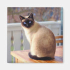 Chat de Siamese