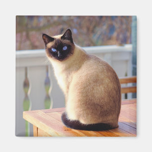 Aimant Chat de Siamese