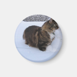 Aimant chat des forêts norvégiennes dans la neige