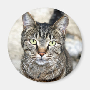 Aimant Chat égyptien