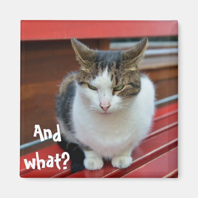 Aimant Chat en colère (Devant)