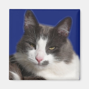 Aimant Chat gris blanc de Casey
