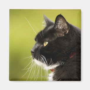 Aimant Chat noir