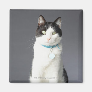 Aimant Chat noir et blanc