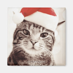 Aimant Chat tigré domestique utilisant le casquette roug