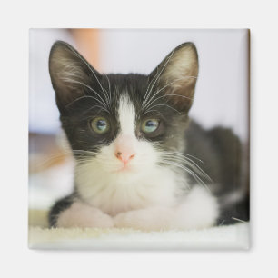 Aimant Chaton blanc et noir doux