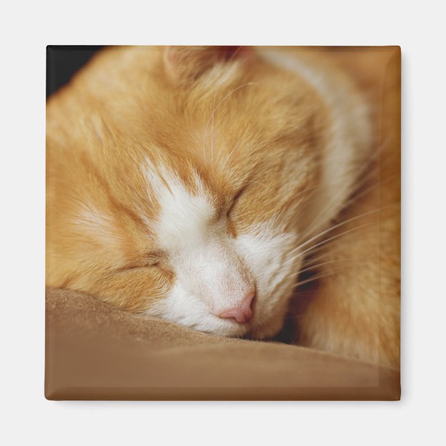 Aimant Chaton couchant (Devant)