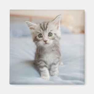 Aimant Chaton de ragondin du Maine