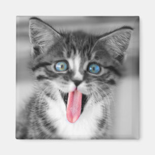 Aimant Chaton drôle
