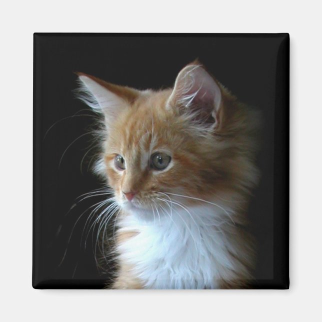 Aimant chaton Maine Cute Coon (Devant)