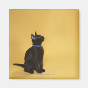 Aimant Chaton noir dans le collier