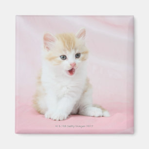 Aimant Chaton sur l'arrière - plan rose