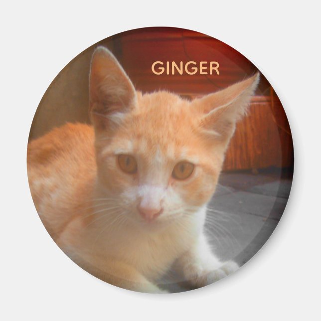 Aimant Chaton Tabby Ginger (Devant)