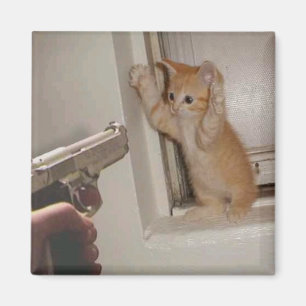 Aimant Chaton tenu sous la menace des armes !