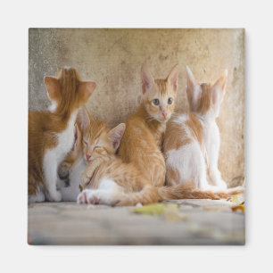 Aimant Chaton tigré orange et blanc/Ajoutez la photo de v